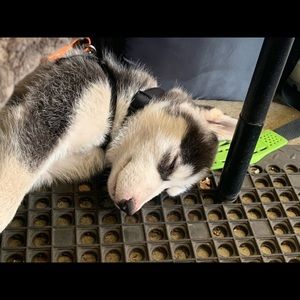 Meet your Posher, Marlina